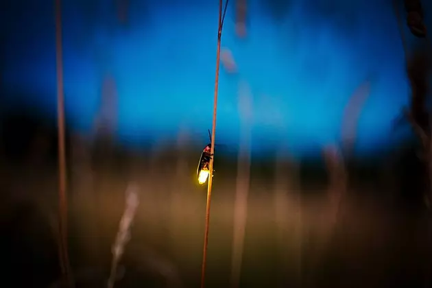 Why Aren&#8217;t There Fireflies in Idaho?