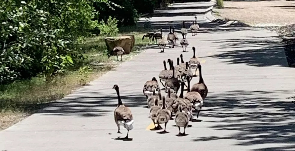 Have You Ever Been Attacked By a Greenbelt Goose?