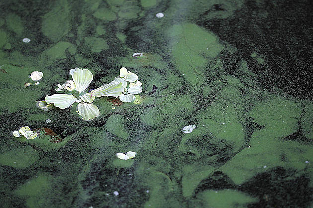 Toxic Blue-Green Algae Blooming in Idaho; Deadly for Pets
