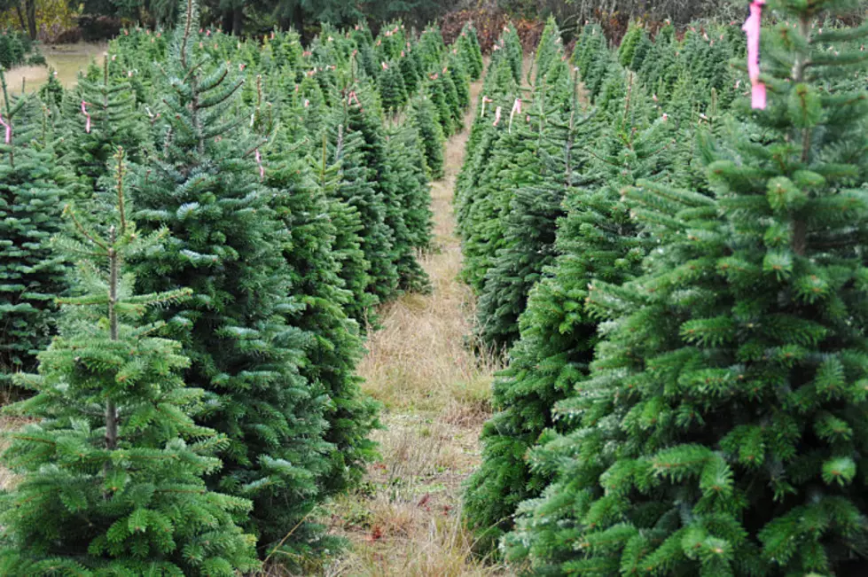 Free Christmas Trees Available This Saturday