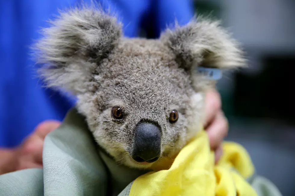 3 Ways Idahoans Can Help Koalas Affected By Australian Wildfires