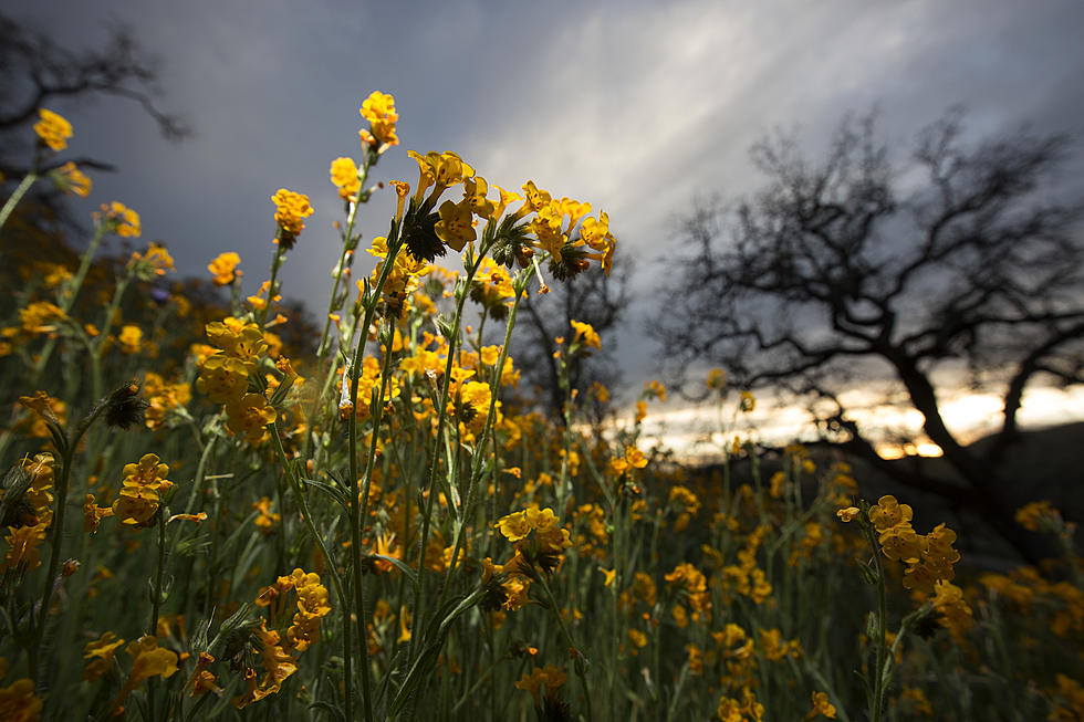 The 9 Best Foothills Trails to See Wildflowers