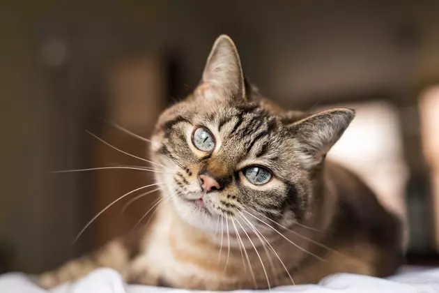 Senior Citizens Eligible for FREE Cat Adoptions Through Idaho Humane Society