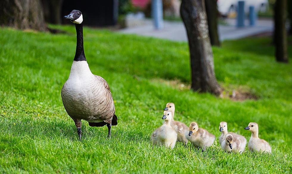How Dangerous Are Boise&#8217;s Geese?
