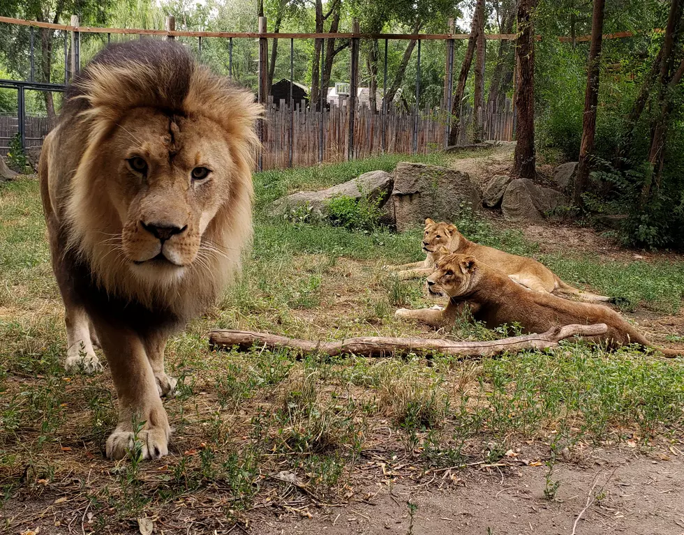 RIP: Zoo Boise's Obadiah