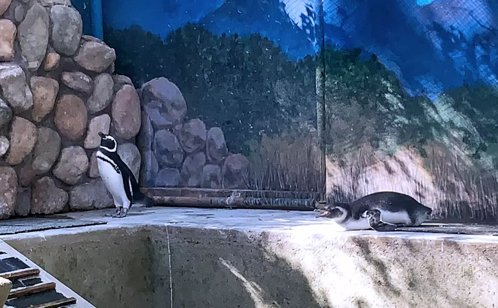 Here’s How You Can Paint with the Zoo Boise Penguins
