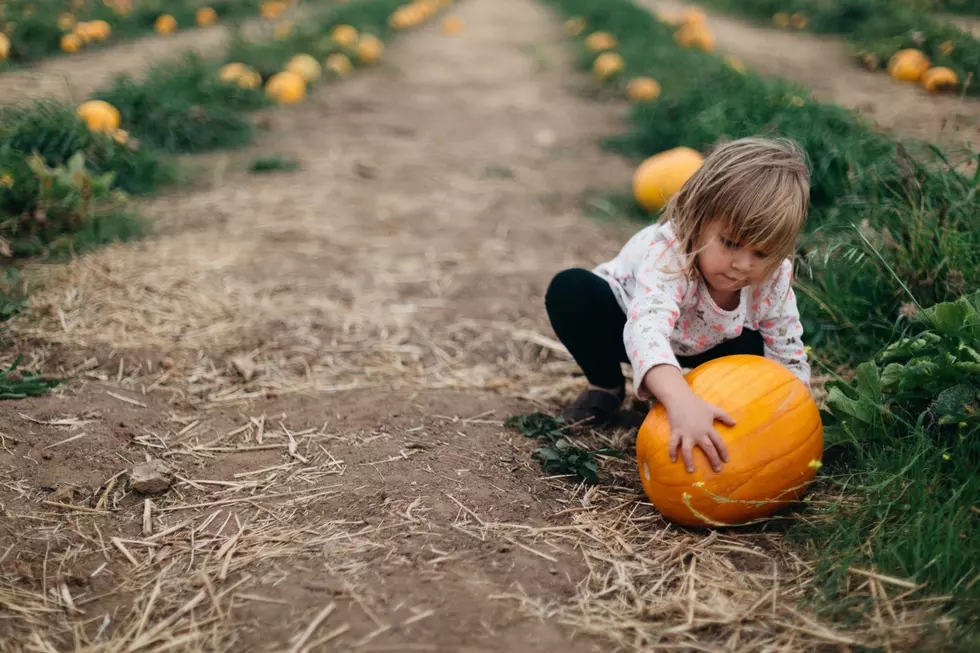 5 Best Pumpkin Patches Near Boise