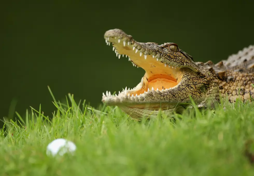 Crocodiles and Alligators