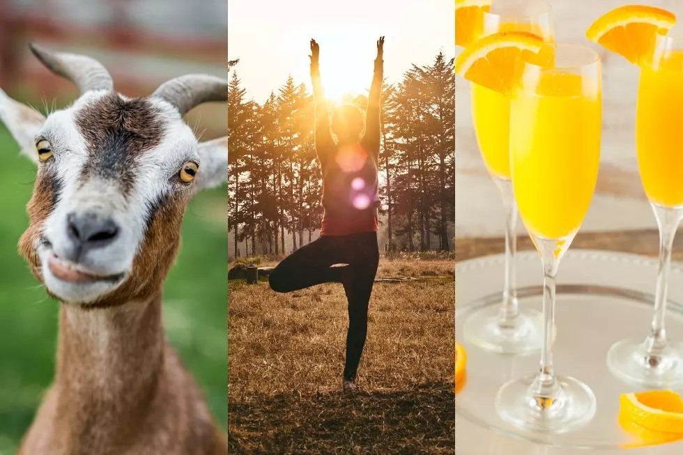 Goat Yoga + Mimosa Brunch = Boise’s Cuddliest Workout