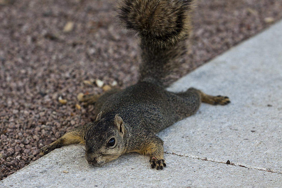 Why Does Every Squirrel in Boise Look Depressed This Week?