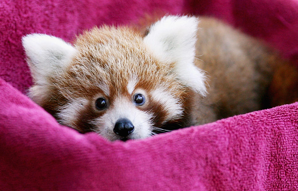 It&#8217;s Twins! Zoo Boise Welcomes Red Panda Cubs