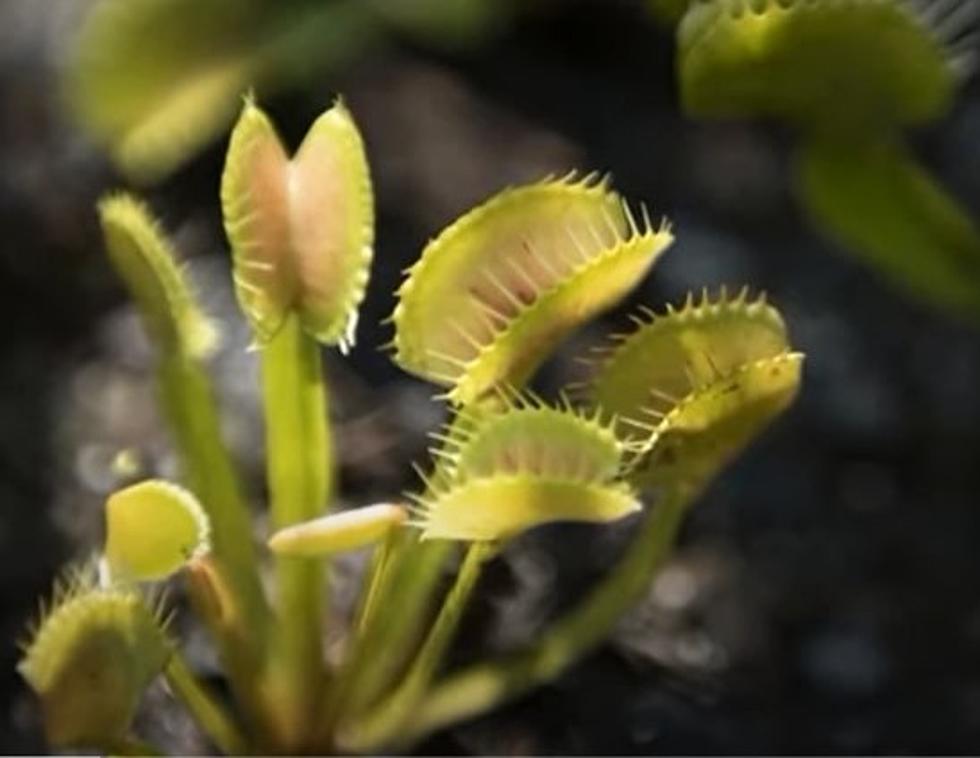 Watch Out For This Sneaky Flesh-Eating Plant