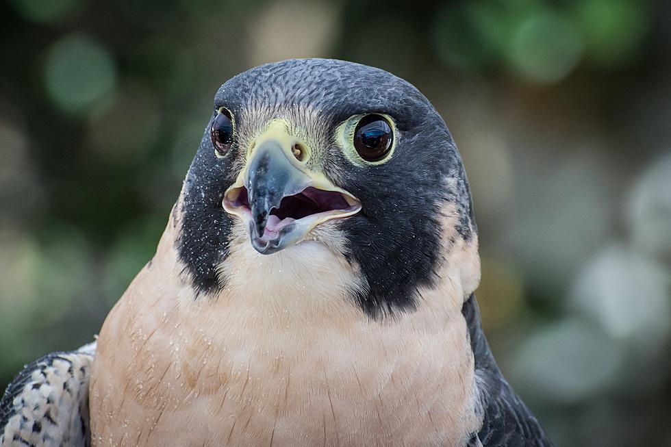 The Stunning Peregrine Falcon at Boise&#8217;s MK Nature Center Has a Heartbreaking Past