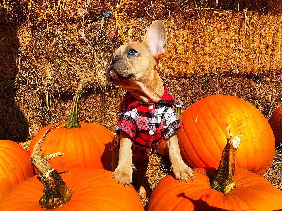 7 of the Best Pumpkin Patches in Boise and Beyond