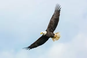 10 Little Known Facts About Eagle, ID