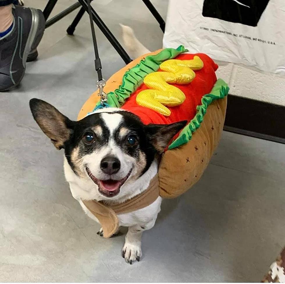 27 of Boise’s Best Halloween Pet Costumes That Will Melt Your Heart