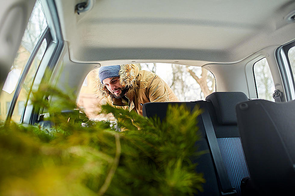 How to Cut Down A Christmas Tree in Boise Without Hiking Through The Woods