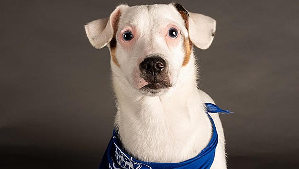 Adorable Special Needs Puppy Proudly Represents Idaho in This Year’s Puppy Bowl