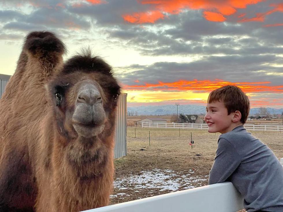 Family Fun With Camels Is Less Than 30 Minutes From Boise