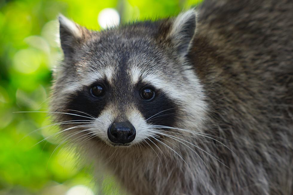 15 Animals That Are Banned As Pets in the City of Boise