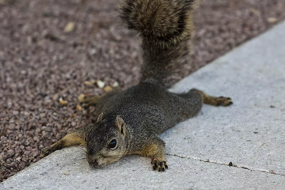 Why Does Every Squirrel in Boise Look Incredibly Depressed This Week?