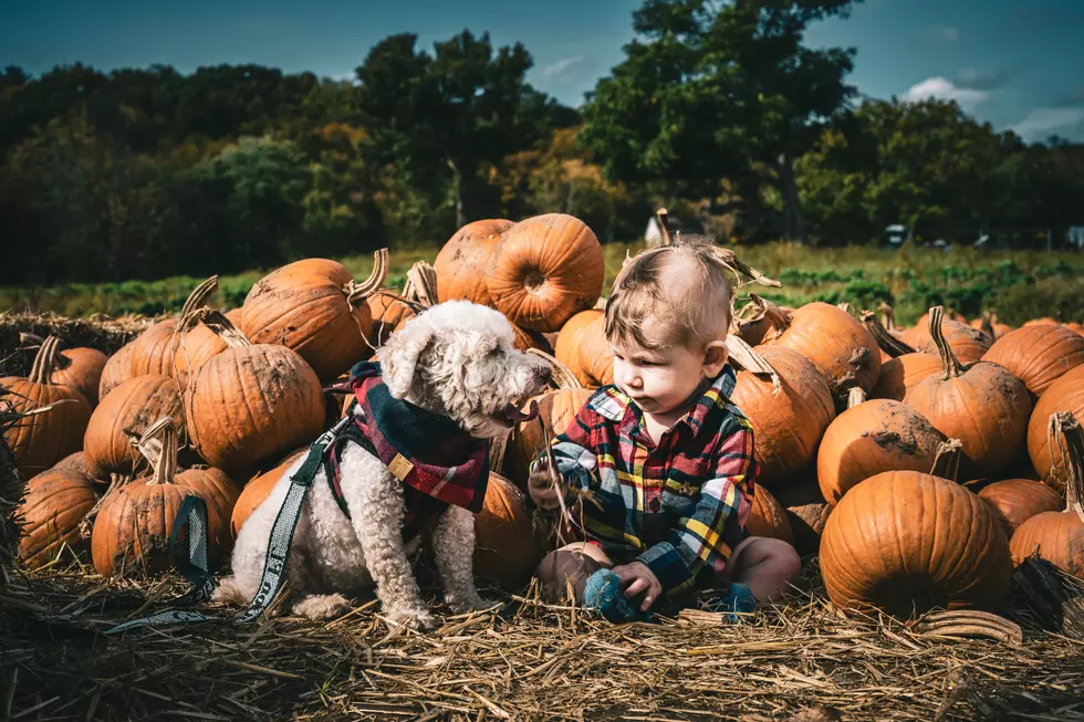 Boise Area Pumpkin Patch Dubbed One of the Very Best in America