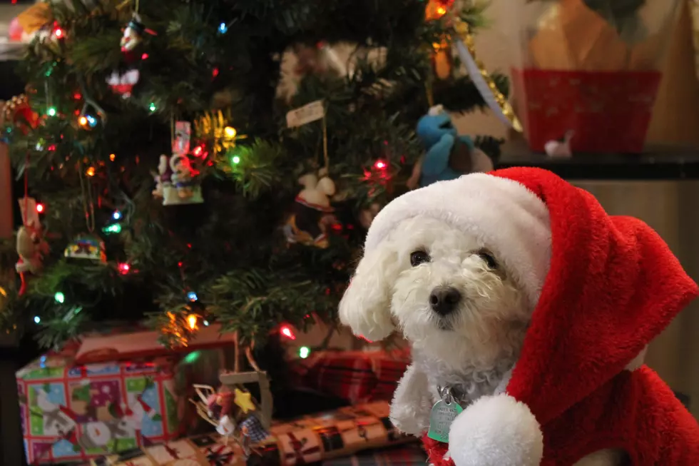 Win $200 For Your Most Festive Dog Photo with LITE-FM’s Santa Paws