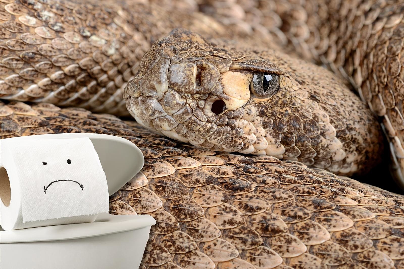 Can Snakes Really Come Up a Toilet Pipe?