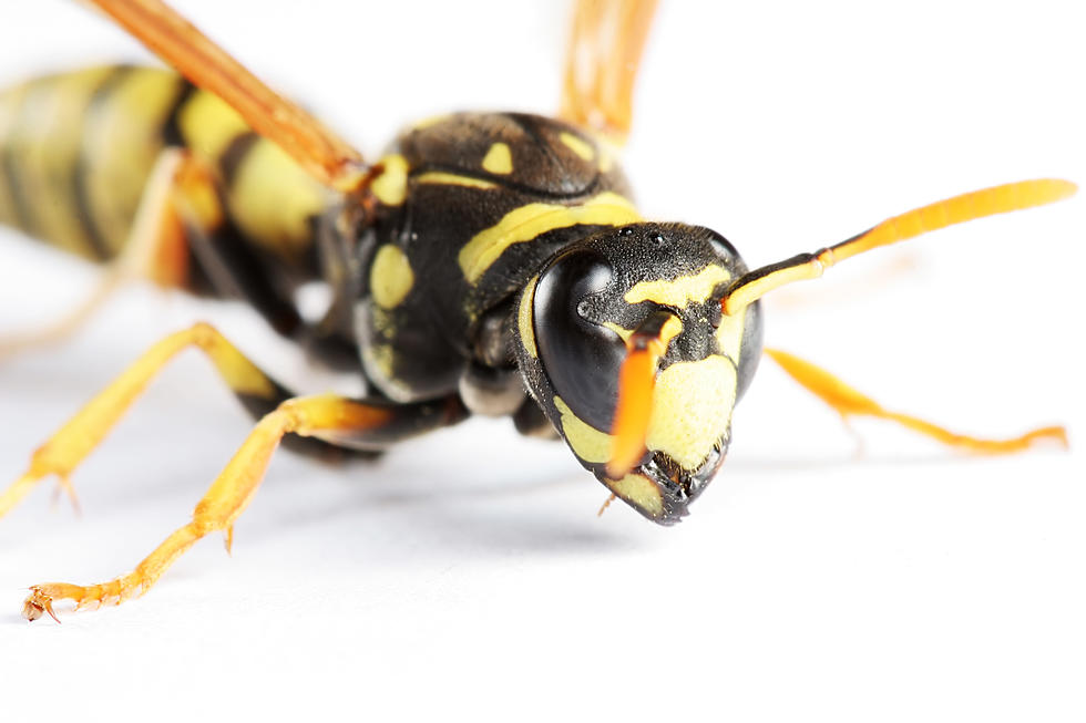 5 Nasty Bees and Wasps That May Be Waiting to Sting You in Idaho