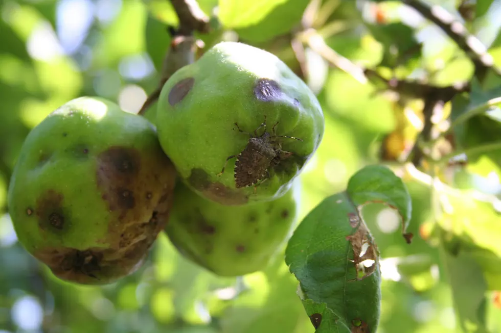 Brown Marmorated shield bug on apple fruit on tree. Halyomorpha halys