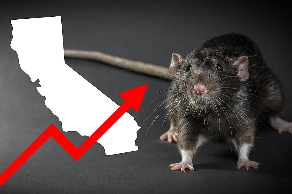 4 California Cities Named the Most Rat Infested Cities in America