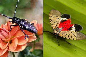 If You See Any of These 5 Bugs in Idaho, Kill Them Immediately