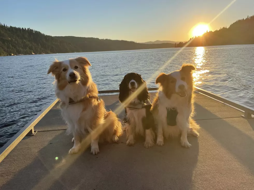 Cereal With Dogs