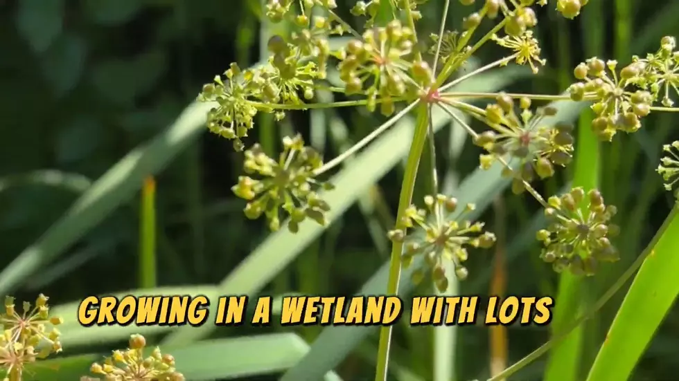 YouTube/The Backcountry Herbalist