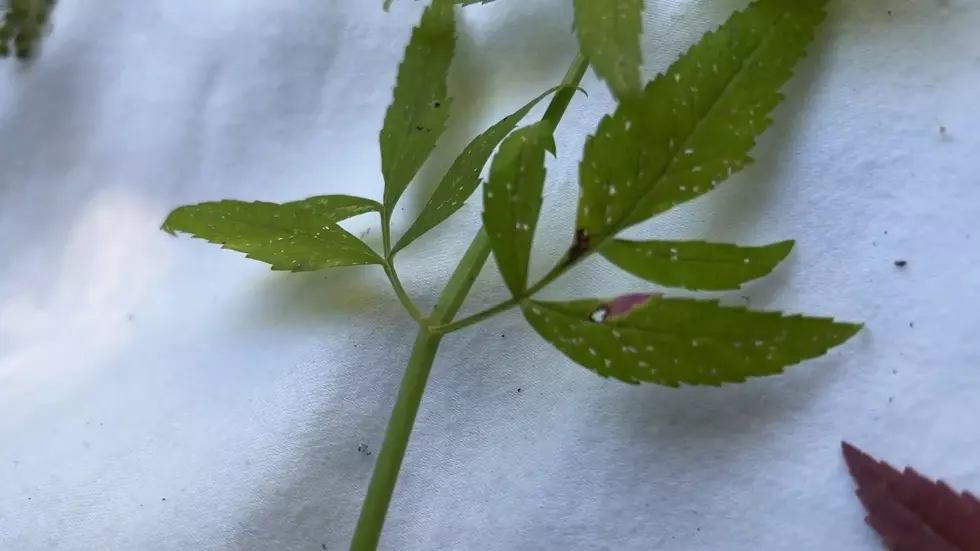 YouTube/The Backcountry Herbalist