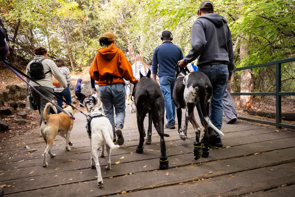One of Boise’s Best Dog Events Is Back October 3