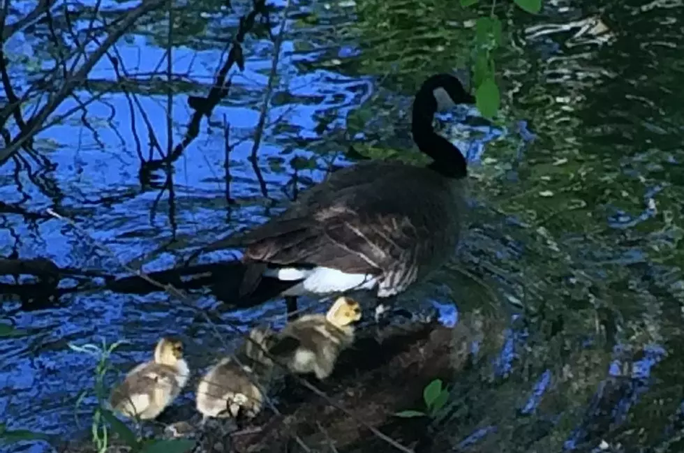 Lonely Goose Finds Family-Happy Ending