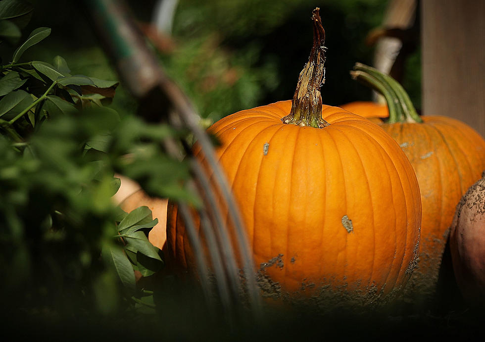 Human Composting? Grandma Pushing up The Pumpkin