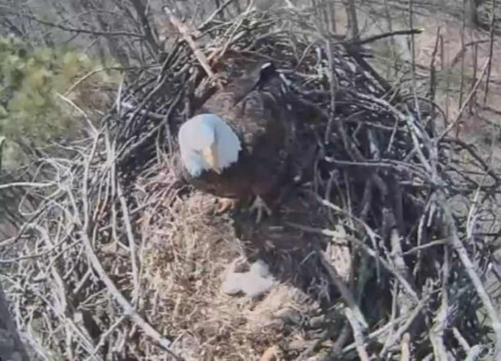 Michigan&#8217;s First Baby Bald Eagle of 2016
