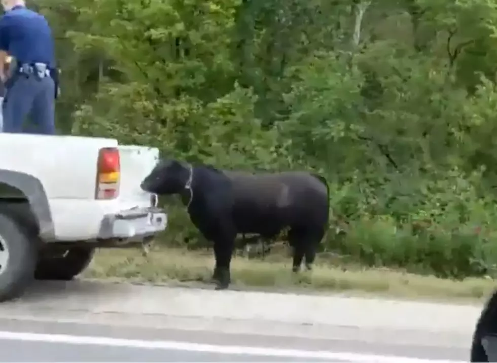 Mooove Over: Cow Stops Traffic On U.S. 131 In Allegan County (VID