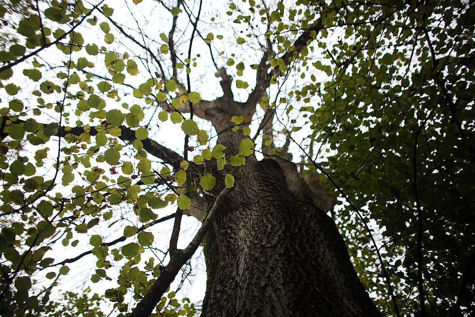 Emerald Ash Borer Kills More Michigan Trees
