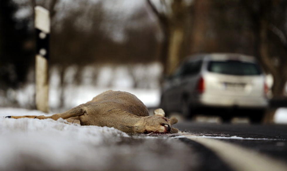 Efforts to Change Michigan Roadkill Laws