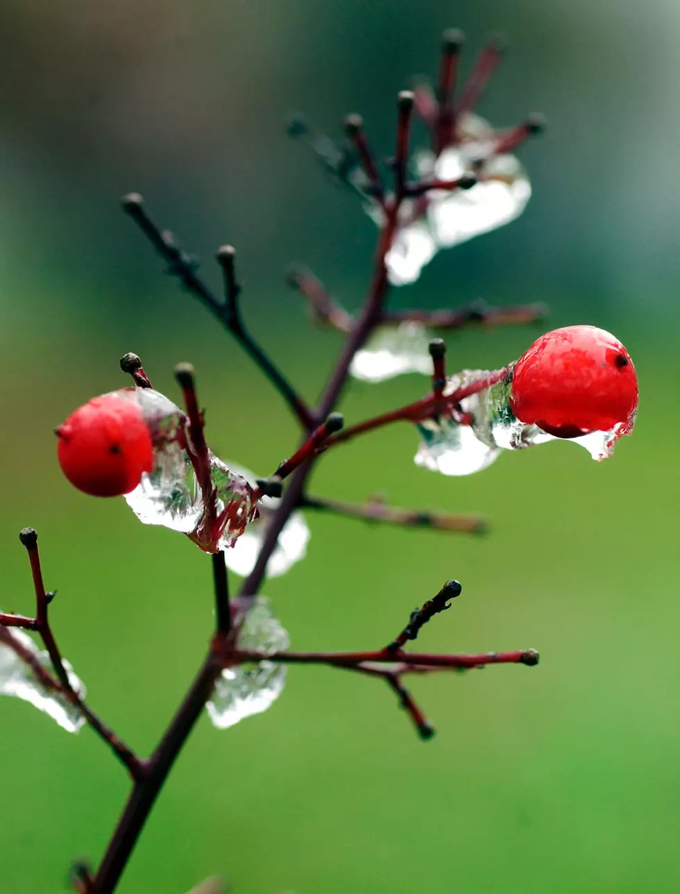 Terrible Winter Damages Michigan Fruit Trees and Crops