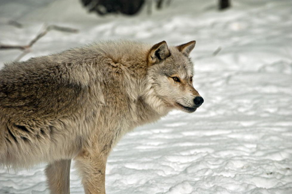 Michigan voters already voted on wolves- in 1996!