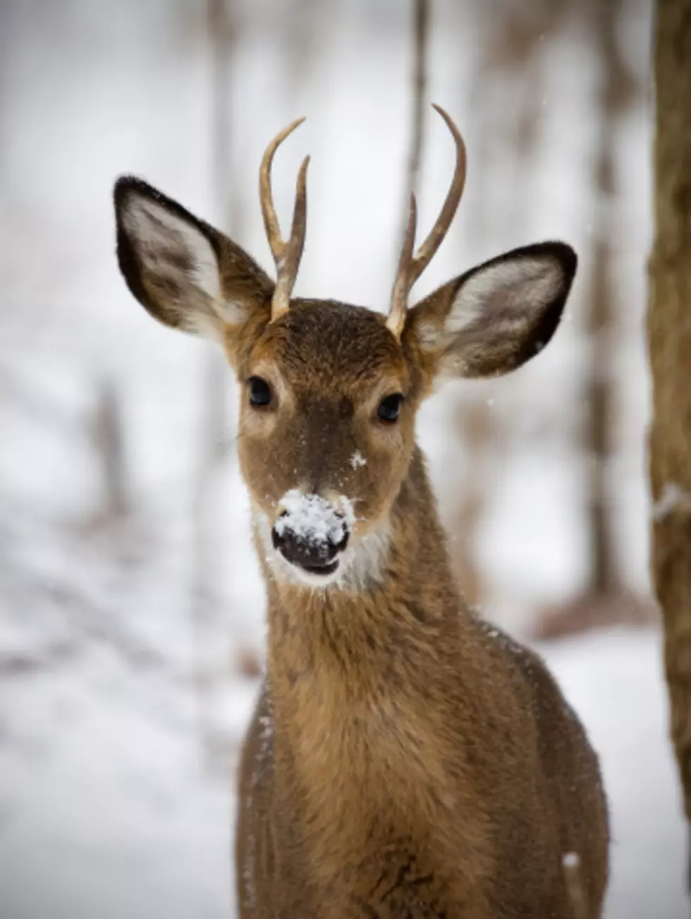 Michigan worst hunting state?