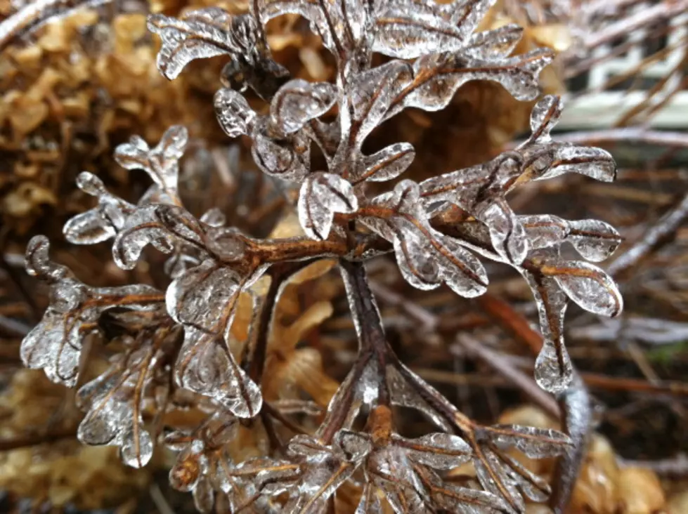 First Ice Storm Ever in Tennessee