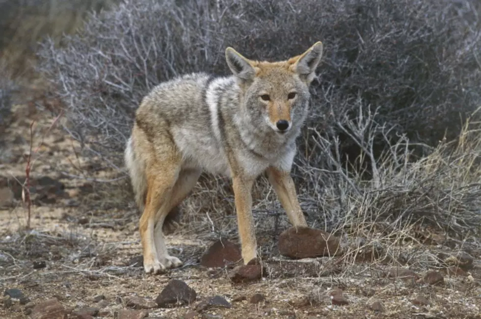 Coyotes Out Of Control