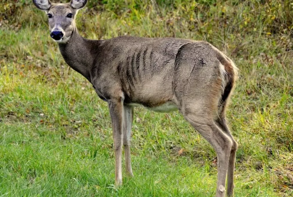 Chronic Wasting Disease Update