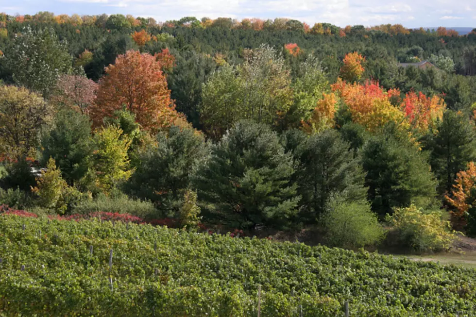 Ron Rademacher, Around Michigan