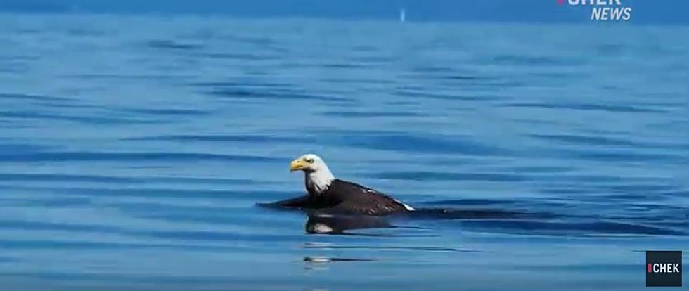 Did You Know That Bald Eagles Can Swim?